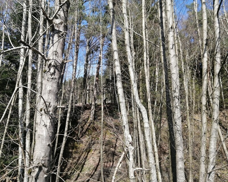  Parcelle de Forêt non constructible dans un Charmant Village - Img 20240325 141322